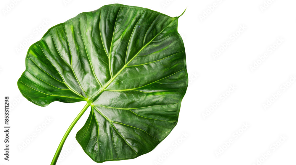 Obraz premium Green leaf on white background