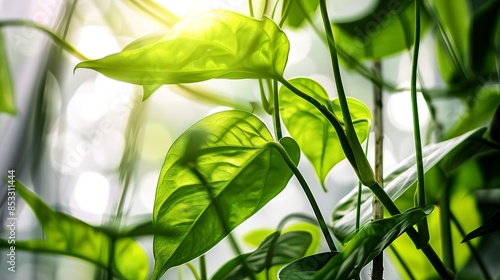 Close-up of Amazon sword plant, bright sunlight, macro photography, vibrant green, detailed leaf structure.  photo