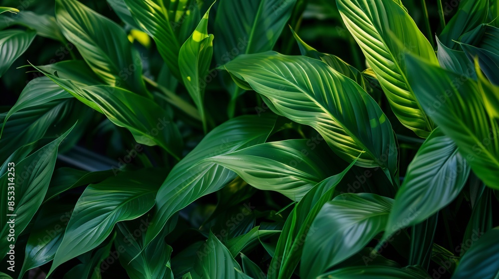 Focused view of peace lily foliage, gentle dusk light, macro shot, lush green leaves, detailed texture. Focused view of peace lily foliage, gentle dusk light, macro shot, lush green leaves, detailed texture.