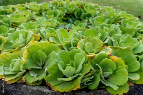 Close up Water lettuce or Pistia stratiotes Linnaeus on the water and water drop on itself. Water plant