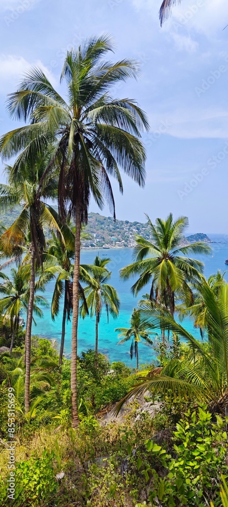Palm trees with beach in background Palm trees with beach in background