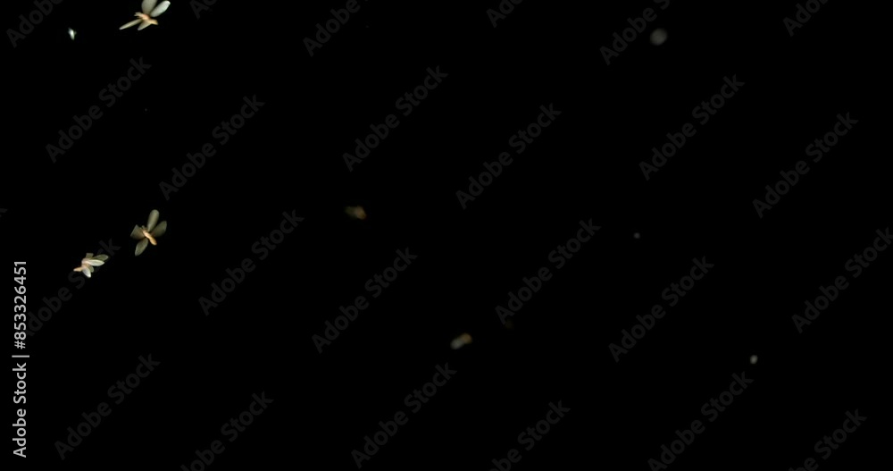 Creepy swarm of flying insects at night. Overlay of bugs swarming, real insect wildlife, or scary Halloween background.