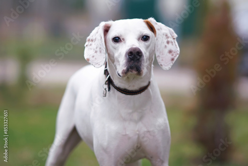 The portrait of a cute white and orange English Pointer dog with a brown collar posing outdoors in spring