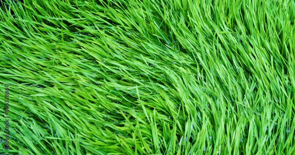 Lush spring grass winding through flowing water. Overhead of vibrant green meadow grass moving through clear flood water. Showing environmentally consciousness, calming nature or Earth day background. Lush spring grass winding through flowing water. Overhead of vibrant green meadow grass moving through clear flood water. Showing environmentally consciousness, calming nature or Earth day background.