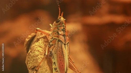 Grasshopper or Locust insects macro close up at the rock. Grasshoppers or Crickets bugs used for high protein powder alternative food or future food production and research. photo