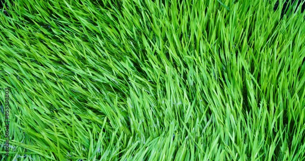 Lush spring grass winding through flowing water. Overhead of vibrant green meadow grass moving through clear flood water. Showing environmentally consciousness, calming nature or Earth day background. Lush spring grass winding through flowing water. Overhead of vibrant green meadow grass moving through clear flood water. Showing environmentally consciousness, calming nature or Earth day background.