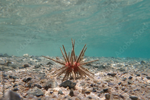 Red lance pencil urchin - Stylocidaris affinis
 photo