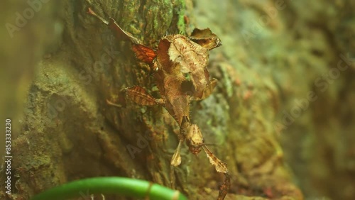 Thorny Devil Stick Eurycantha calcarata male nocturnal bug species of Walkingsticks. During the day they hide motionless under plants. Leaves or stick camouflage insect. Melanesia. photo