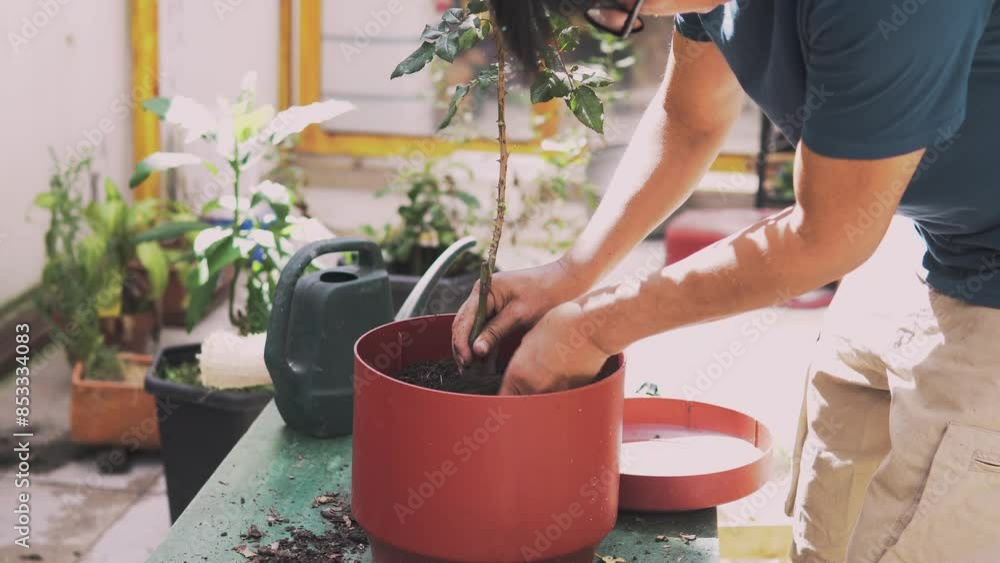 4k video of a man planting a rose plant with thorns in a pot in the garden in the morning 4k video of a man planting a rose plant with thorns in a pot in the garden in the morning