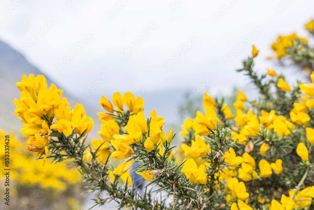 Scotch Broom blooming in Lake District National Park. Scotch Broom blooming in Lake District National Park.