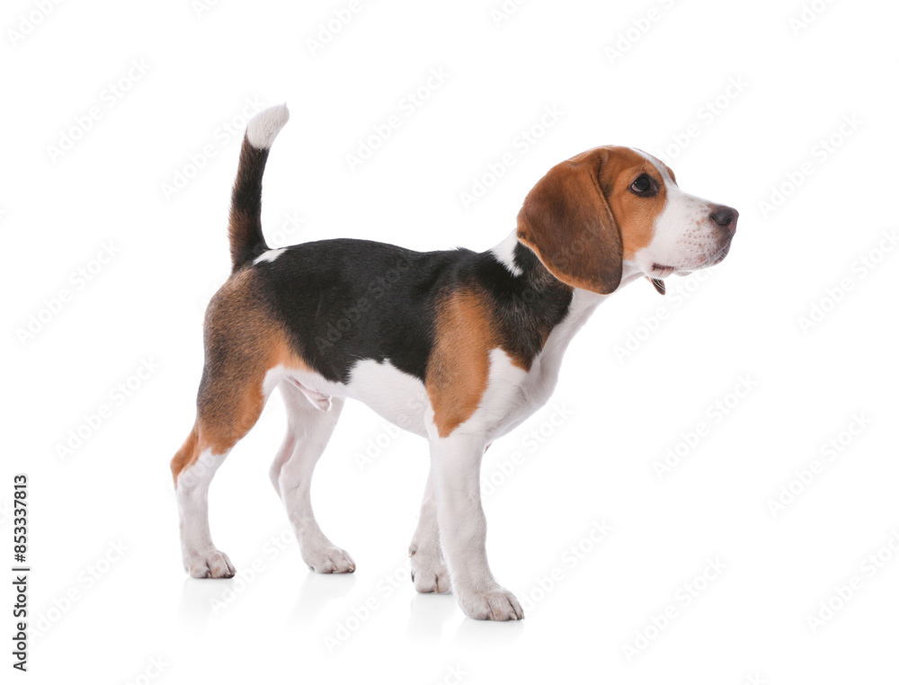 Cute Beagle puppy on white background. Adorable pet Cute Beagle puppy on white background. Adorable pet