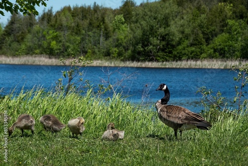 Mother Canada Goose with baby chick goslings photo