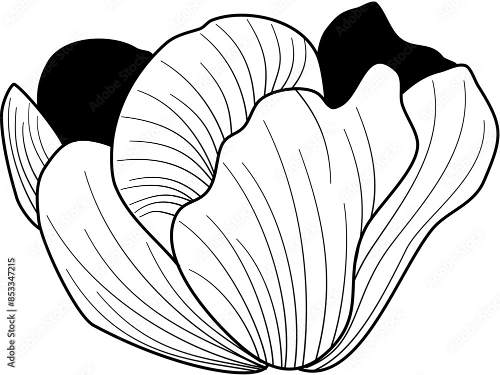 Obraz premium flower petal continuous line drawing