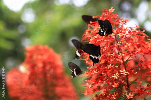 Pagoda Flower(Clerodendrum   Paniculatum)can attract more butterflies feeding at once on one large flower cluster in the rainforest.
Ban Krang Campsite,Kaeng Krachan National Park, Petchburi,Thailand photo