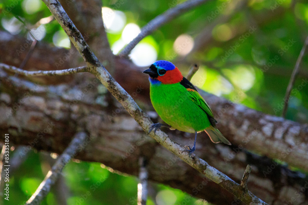 bird on a tree bird on a tree