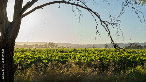 Dawn over vineyards in the Barossa Valley, South Australia