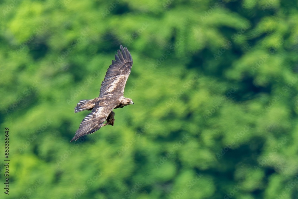 Fototapeta premium グリーンバックに獲物をつかんで悠然と飛ぶ繁殖期のイヌワシ成鳥