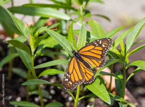 Close-up shot of a Monarch butterfly (Danaus plexippus) larvae laying eggs on Swan plant leaves on a sunny day, in Dunedin, New Zealand