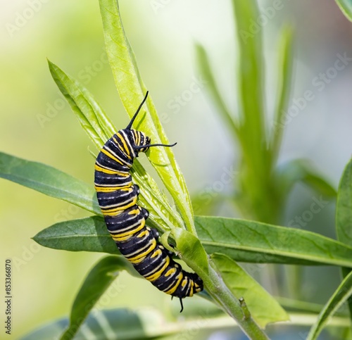 Close-up shot of a Monarch butterfly (Danaus plexippus) larvae eating Swan plant or Milkweed leaves on a sunny day, in Dunedin, New Zealand photo