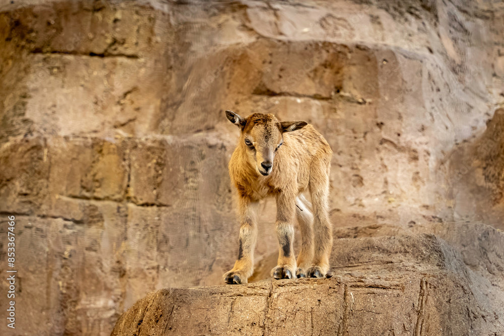 Obraz premium 見つめるマーコールの赤ちゃん
