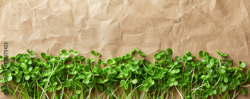 Fresh Green Microgreens on Brown Kraft Paper Background Healthy and Organic Microgreens for Culinary Use and Nutrition Concept of Freshness, Health, and Organic Gardening photo