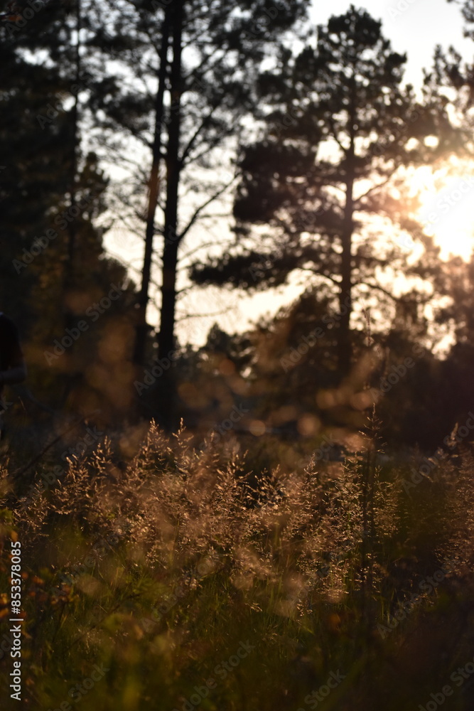 Obraz premium sunset in the forest