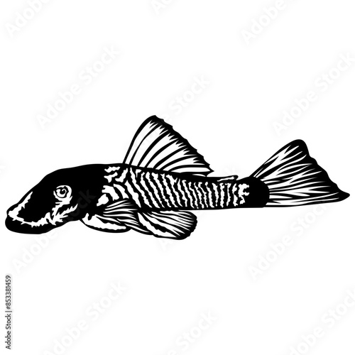 Aquarium Fish Collection Bristlenose Pleco