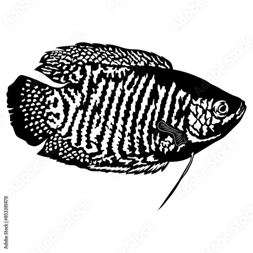 Aquarium Fish Collection Dwarf Gourami