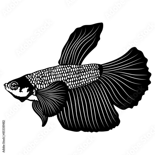 Aquarium Fish Collection Elephant Ear Fish