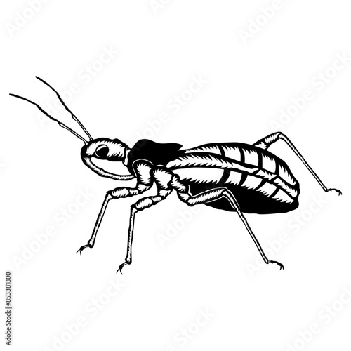Assassin Bug