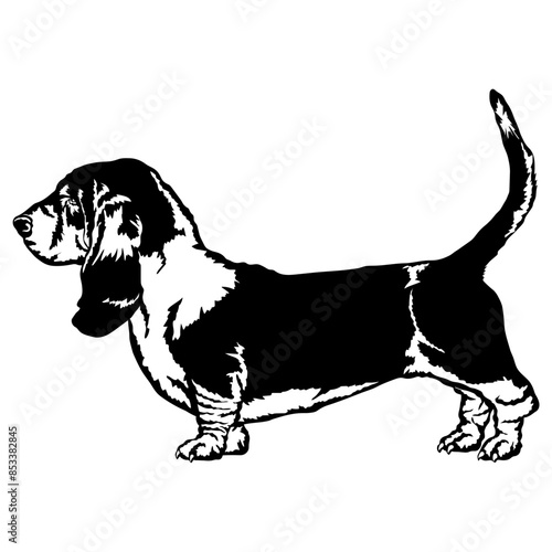 Basset Hound