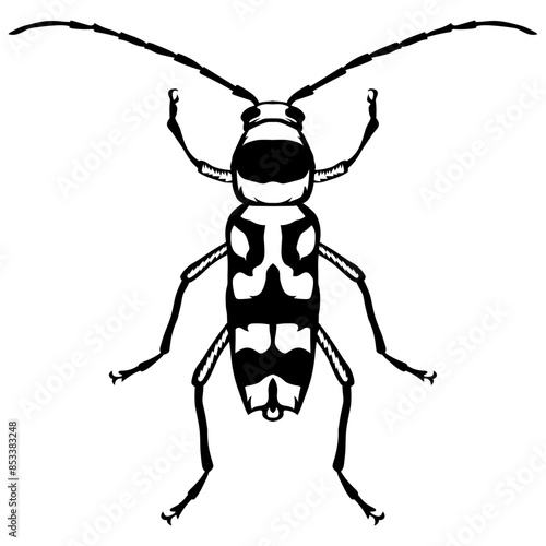 Beetle Flower Longhorn Beetle