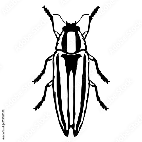 Beetle Jewel Beetle