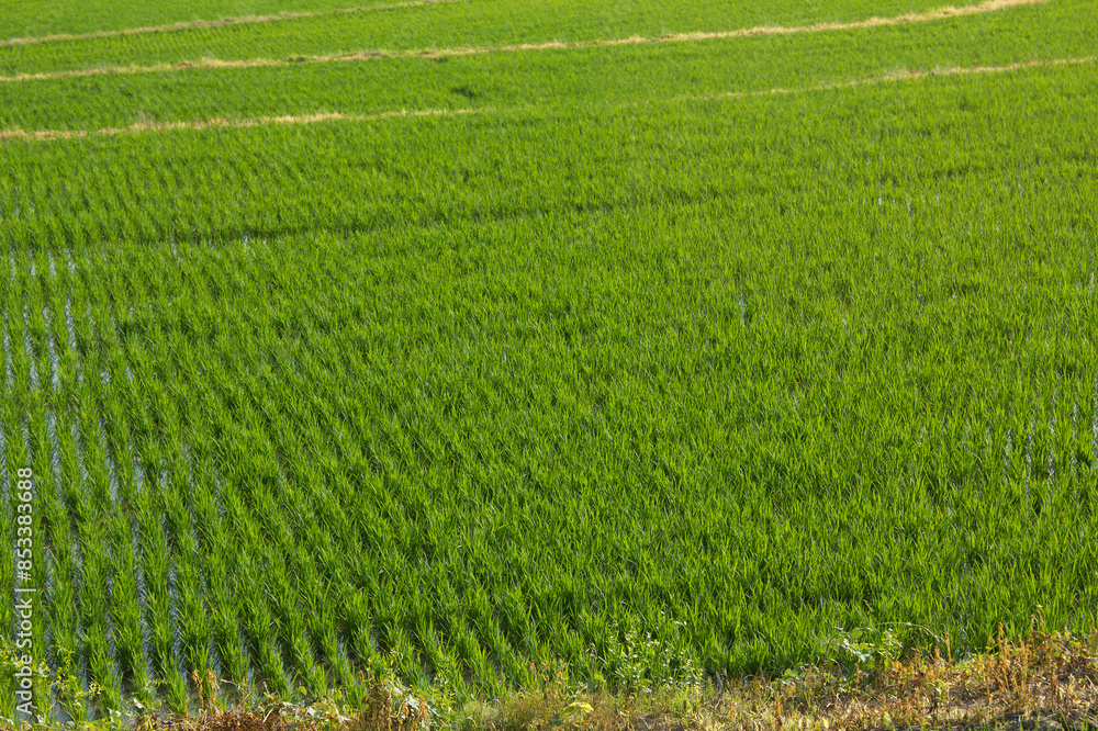 This is a landscape of rice fields in spring after rice planting has finished.
This is a landscape of rice fields in spring after rice planting has finished.