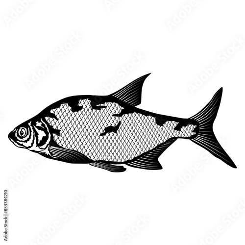 Bream Fish Fishing Bream