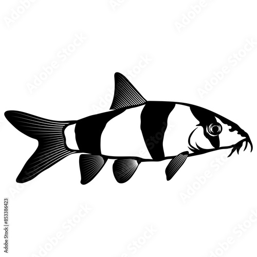 Clown Loach Fish