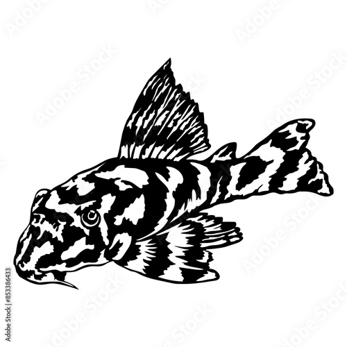 Clown Pleco Fish Aquarium Fish Clown Pleco