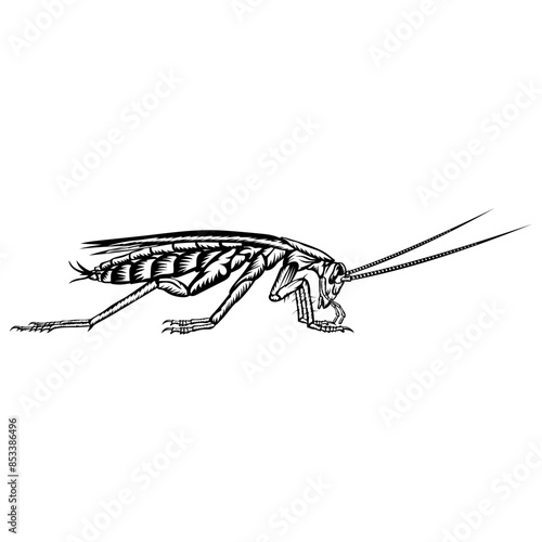 Cockroach