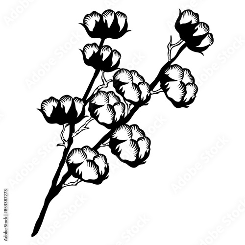 Cotton Plant Cotton Flower