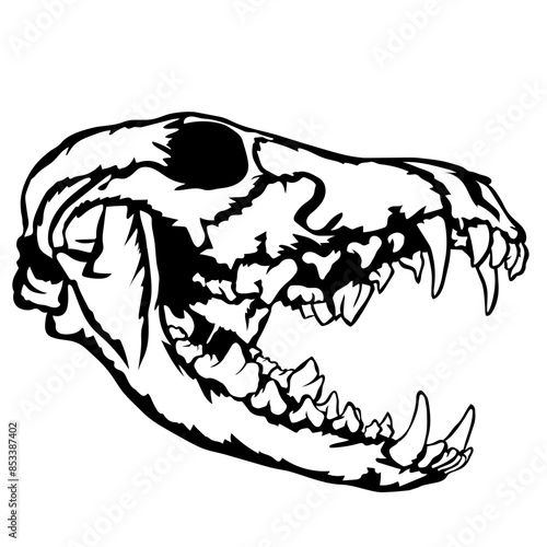 Coyote Skull