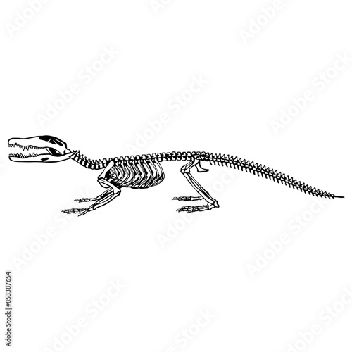 Crocodile skeleton