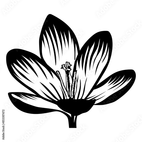 Crocus Flower Single