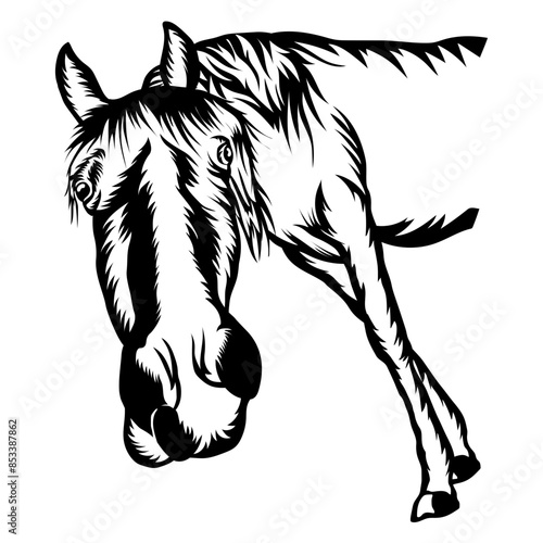 Curious Horse