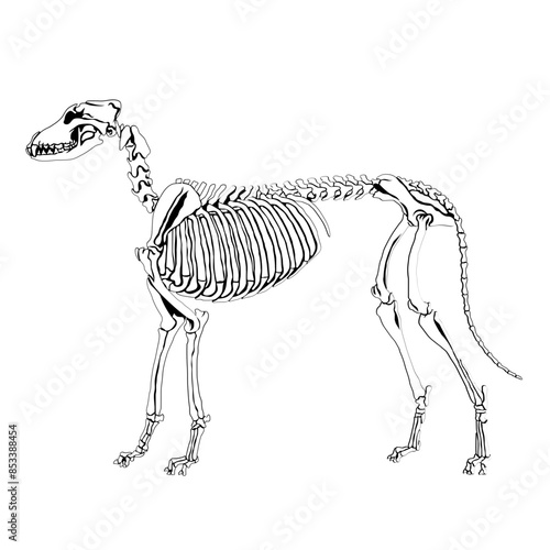 Dog Skeleton