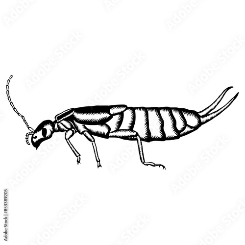 Earwig Insect