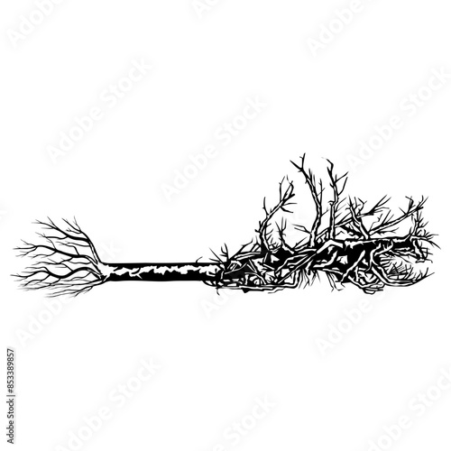 Fallen Tree With Roots Tree Uprooted Tree Tree