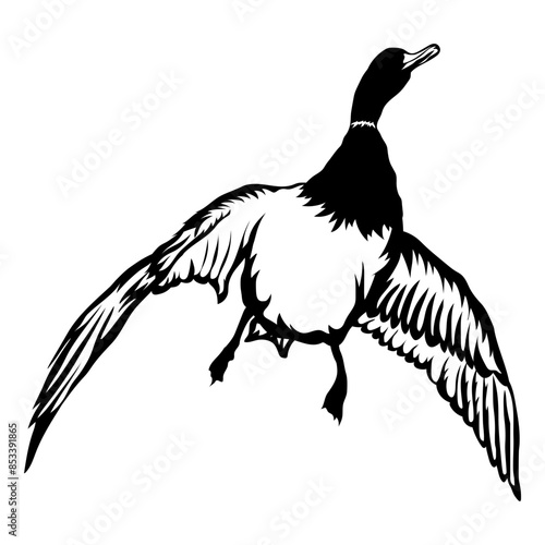Flying Duck Bottom View
