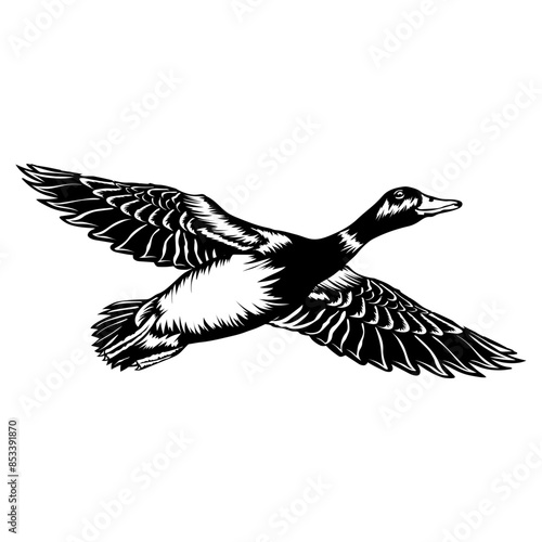 Flying Mallard Duck Duck Duck Hunting Duck