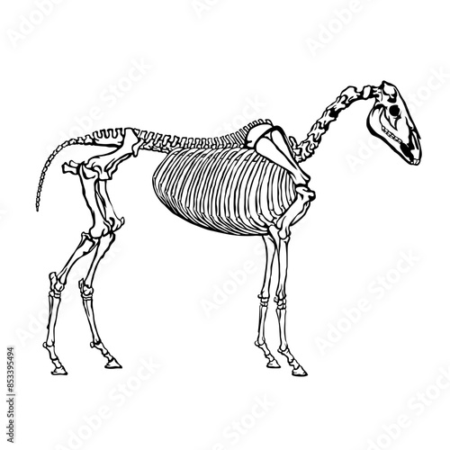 Horse Skeleton