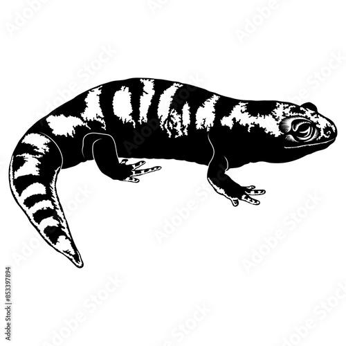 Lizard Salamander